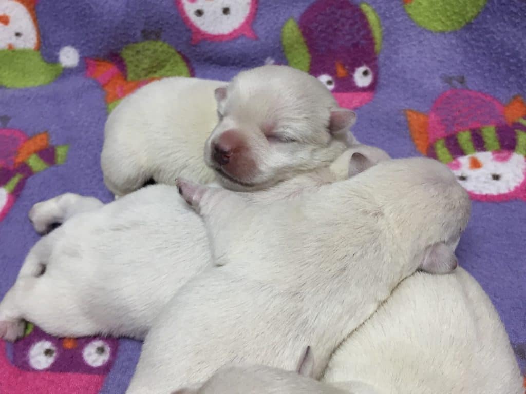 Westie Puppies for Sale, Westie Puppies for Sale MN