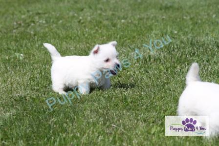 Westie Puppies for Sale, Westie Puppies for Sale MN